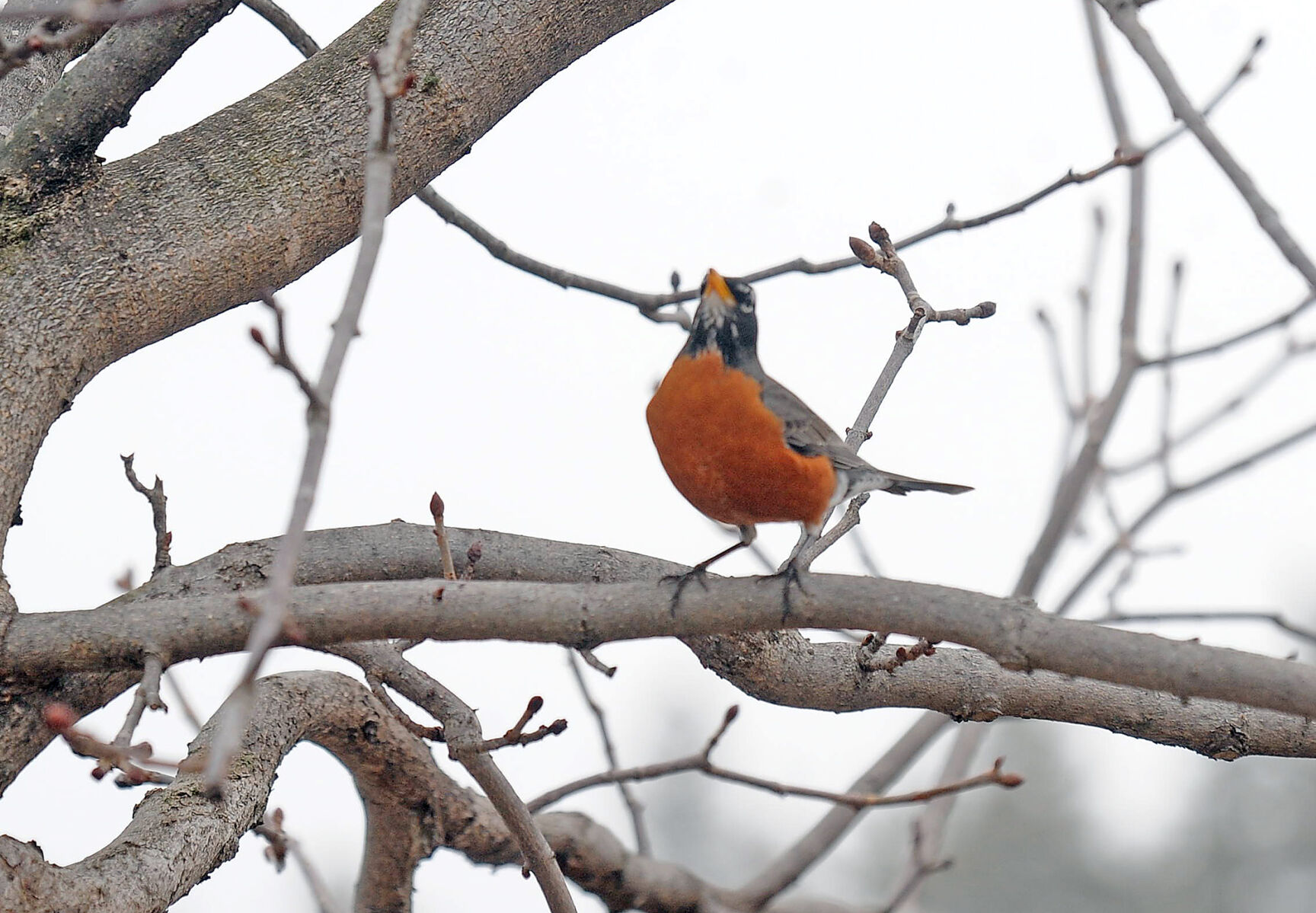 Robin wrestling frame 1
